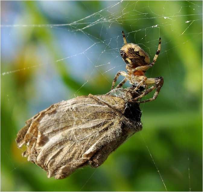 araneus-diadematus-kreutzspinne2