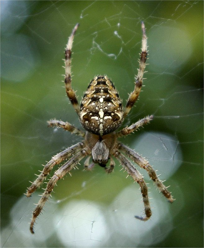 araneus-kreutzspinne