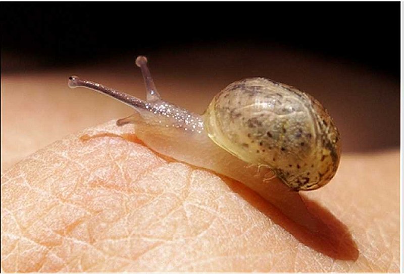 baby-escargot