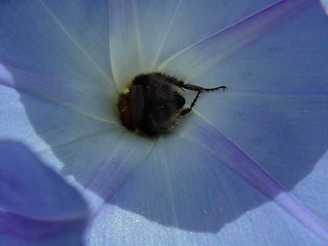 bombus-Hummel