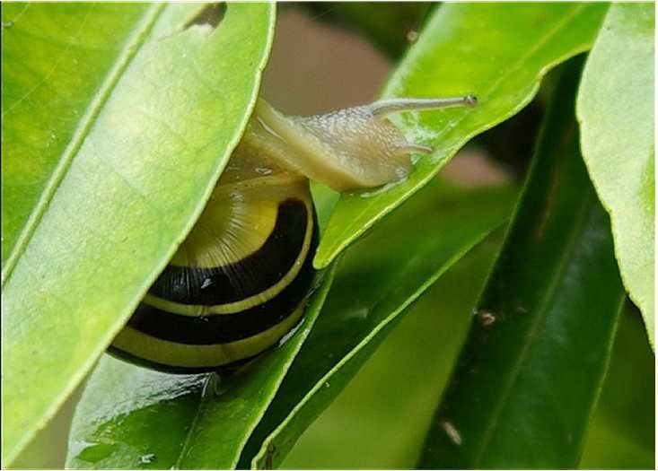 escargot