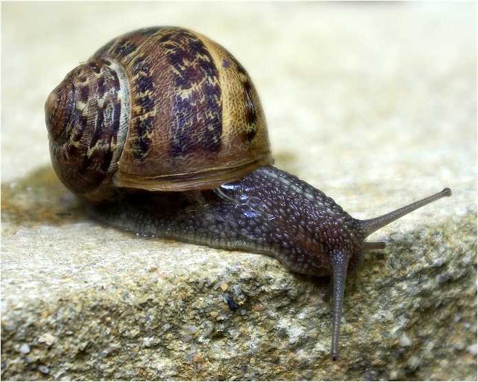 escargot2