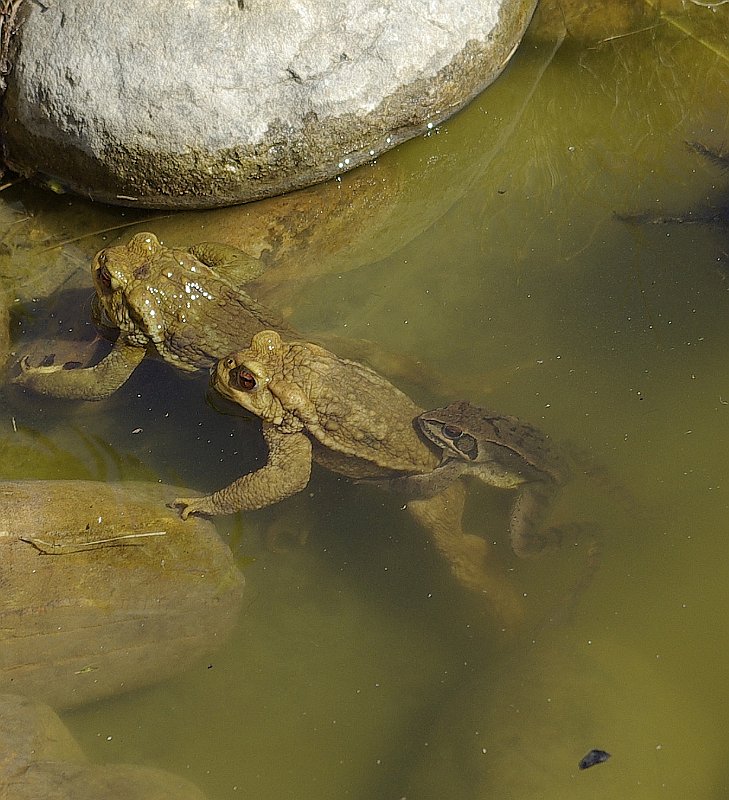 grapauds-et-Rana-temporaria-grenouille-rousse-Grasfrosch