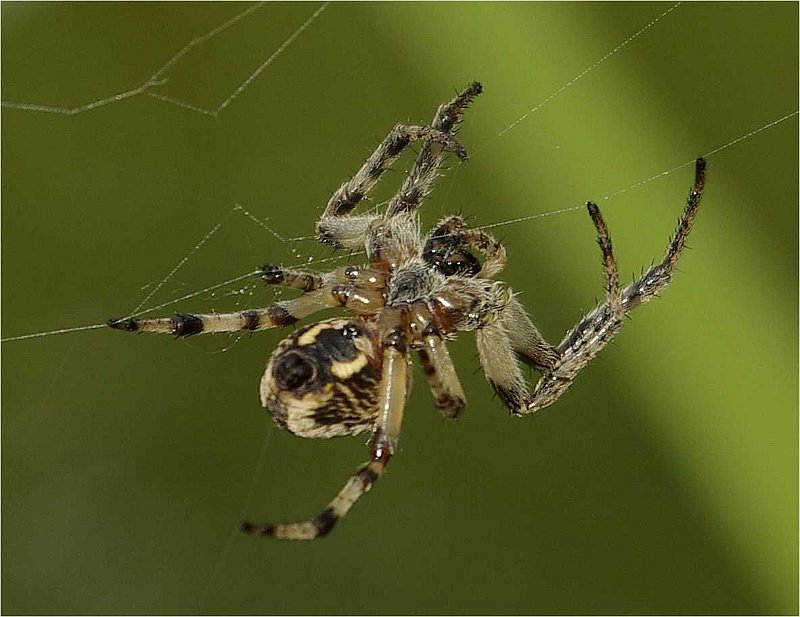 kreutzspinne
