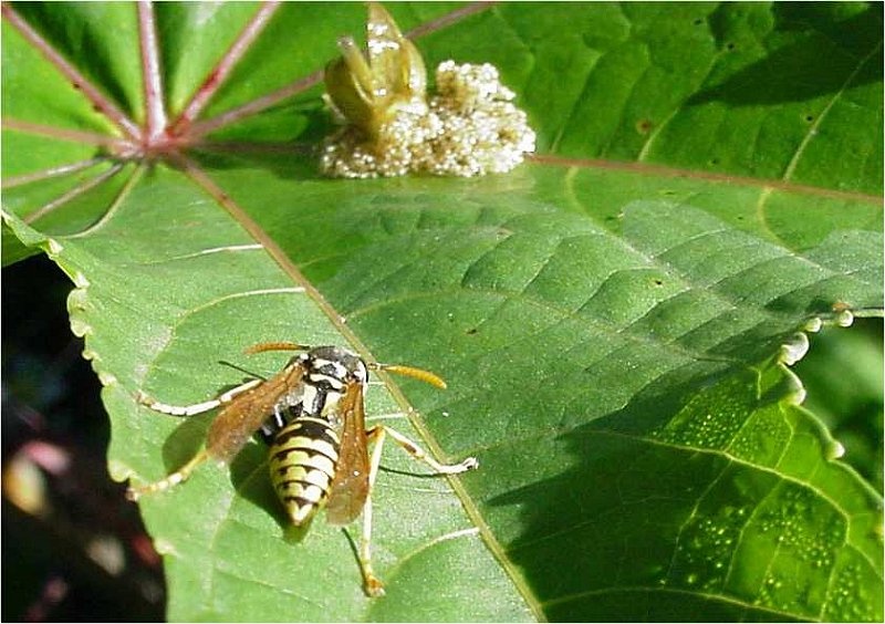 vespula-vulgaris-gemeine-wespe-guepe.jpgvipera-aspis