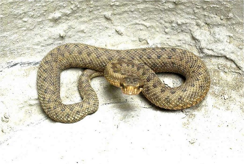 vipera-aspis