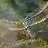 Anax-imperator-anax-impereur-grosse-Koenigslibelle.jpg