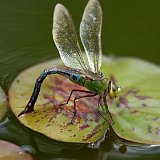 Anax-imperator-anax-impereur-grosse-Koenigslibelle2.jpg