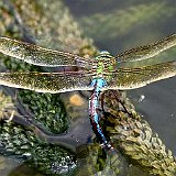 Anax-imperator-anax-impereur-grosse-Koenigslibelle4.jpg