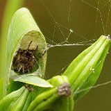 Araneus-epeire-diademe-kreuzspinne.jpg