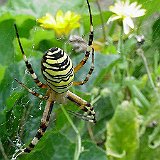 Argiope-bruennichi-argiope-frelon-Wespenspinne3.jpg