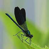 Calopteryx-virgo-Demoiselle-Blaufluegel-Prachtlibelle.jpg