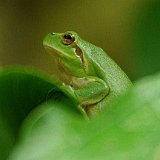 Hyla-meridionalis-rainette-meridionale-Mittelmeer-Laubfrosch.jpg