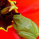 Hyla-meridionalis-rainette-meridionale-Mittelmeer-Laubfrosch2.jpg