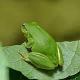 Hyla-meridionalis-rainette-meridionale-Mittelmeer-Laubfrosch3.jpg