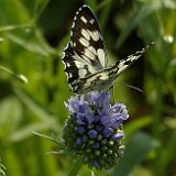 Melanargia-galathea.jpg