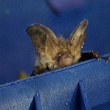 Microchiroptera-chauve-sourie-fledermaus.jpg