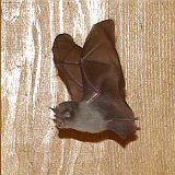 Microchiroptera-chauve-sourie-fledermaus2.jpg