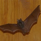 Microchiroptera-chauve-sourie-fledermaus3.jpg