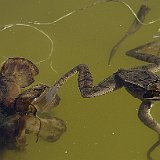 Rana-temporaria-grenouille-rousse-Grasfrosch.jpg
