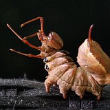Stauropus-fagi-bombyx-du-hetre-buchen-zahnspinner.jpg