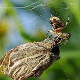 araneus-diadematus-kreutzspinne2.jpg