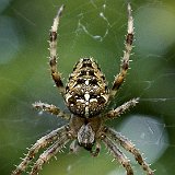 araneus-kreutzspinne.jpg