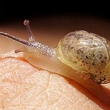 baby-escargot.jpg