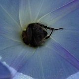 bombus-Hummel.jpg