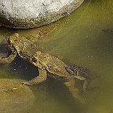grapauds-et-Rana-temporaria-grenouille-rousse-Grasfrosch.jpg