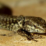 lacertidae-lizard-echte-Eidechse.jpg