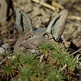 lapin-mechant.jpg