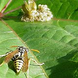 vespula-vulgaris-gemeine-wespe-guepe.jpgvipera-aspis.jpg