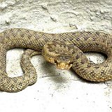 vipera-aspis.jpg