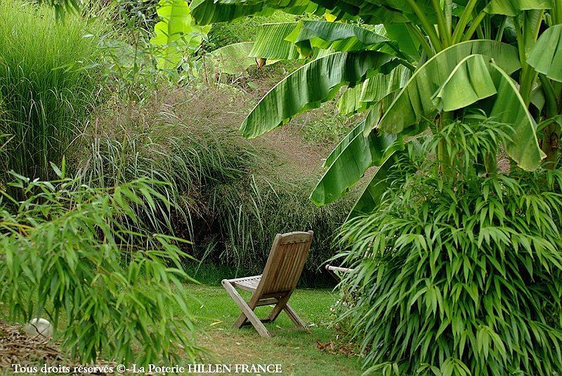 Ch quadrangularis huan panicum