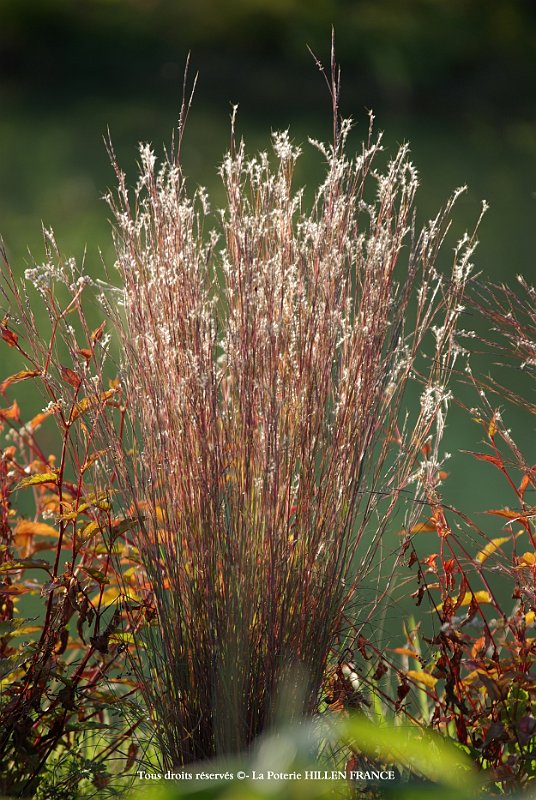 Schizachyrium scoparium Prairie Blues