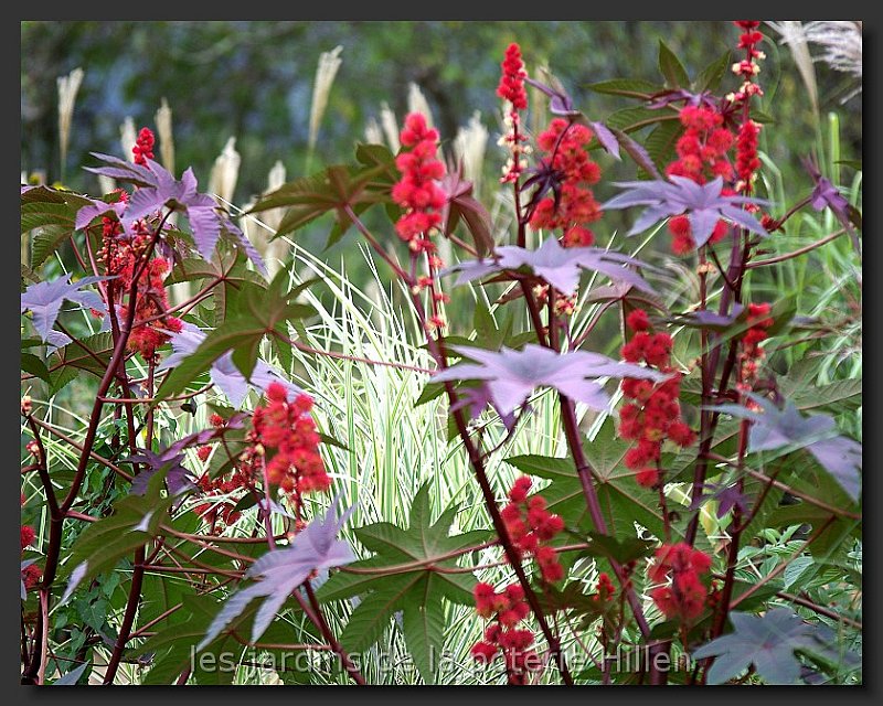 miscanthus-sinensis-cosmopolitan-et-ricin-rouge