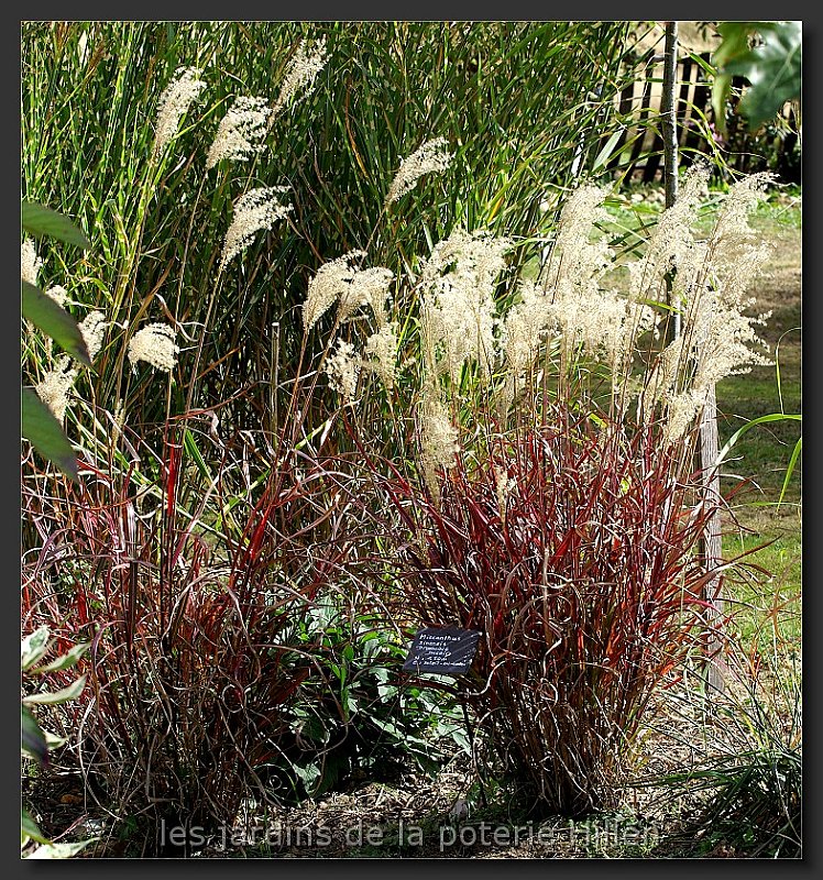 miscanthus-sinensis-dronning-ingrid