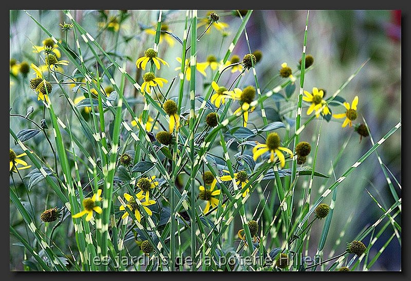 miscanthus-sinensis-zebrinus-et-rudbeckia