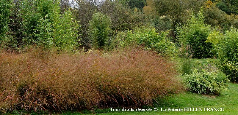 panicum warrior