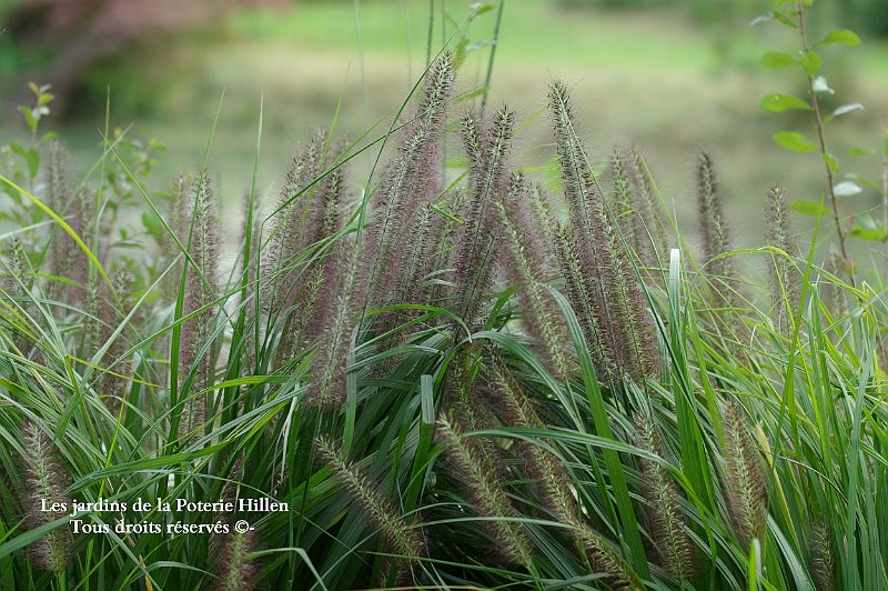 pennisetum moudry