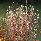 Schizachyrium_scoparium_Prairie_Blues.jpg