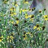 miscanthus-sinensis-zebrinus-et-rudbeckia.jpg