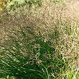 panicum_rehbraun.jpg