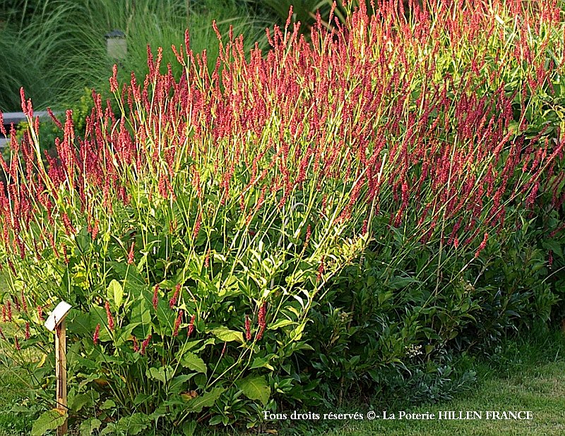 Persicaria amplexicaulis Speciosa