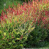 Persicaria_amplexicaulis_Speciosa.jpg