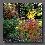 3-acer-palmatum-en-octobre