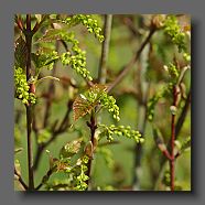 acer-davidii-fleurs-en-avril