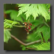 acer-japonicum-aconitifolium-en-avril