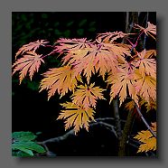 acer-japonicum-acontifolium